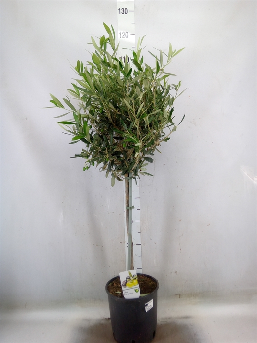 <h4>Olea europaea</h4>