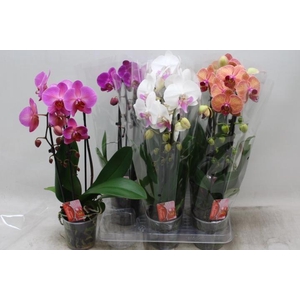 PHAL EL CASCADE