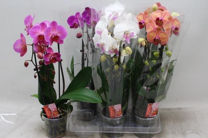 <h4>PHAL EL CASCADE</h4>