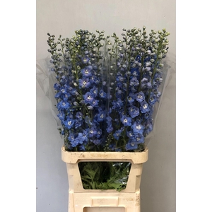 Delphinium Du Centurion Skyblue