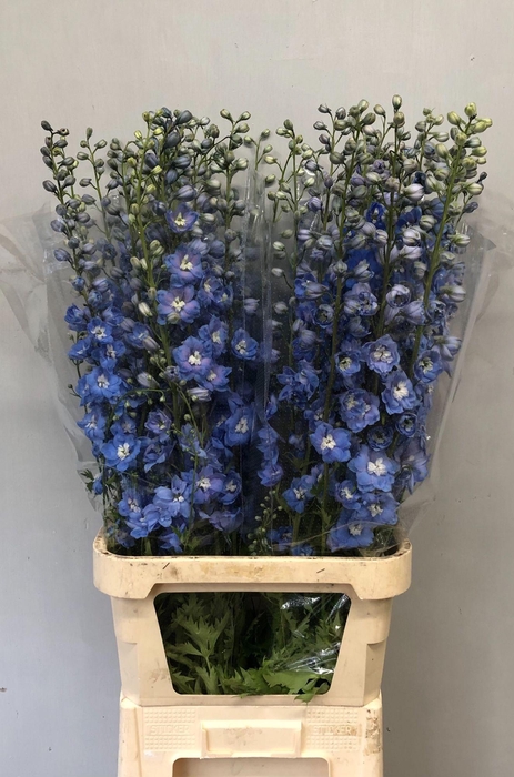 <h4>Delphinium Du Centurion Skyblue</h4>