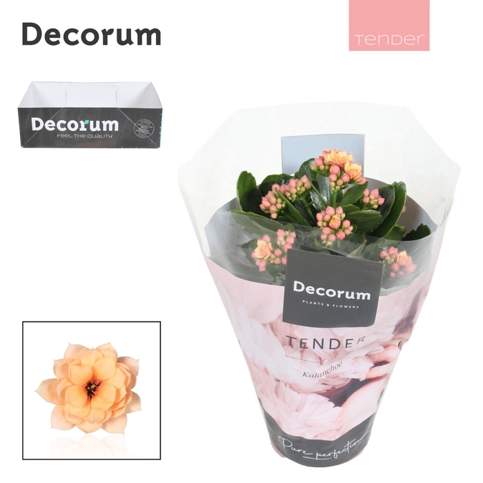 <h4>Kalanchoe Decorum TENDER - Serenity Apricot</h4>