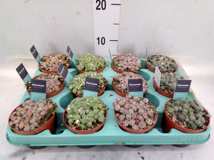 <h4>Lithops spp.</h4>