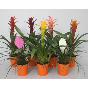 Bromelia gemengd in oranje kunststof pot