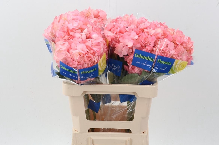 <h4>Hydr Bubble Gum</h4>