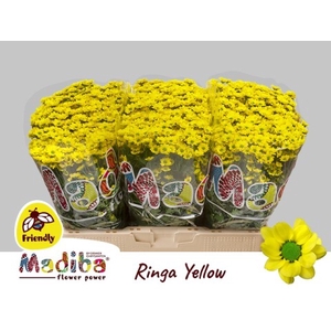 Chrys sa madiba ringa yellow