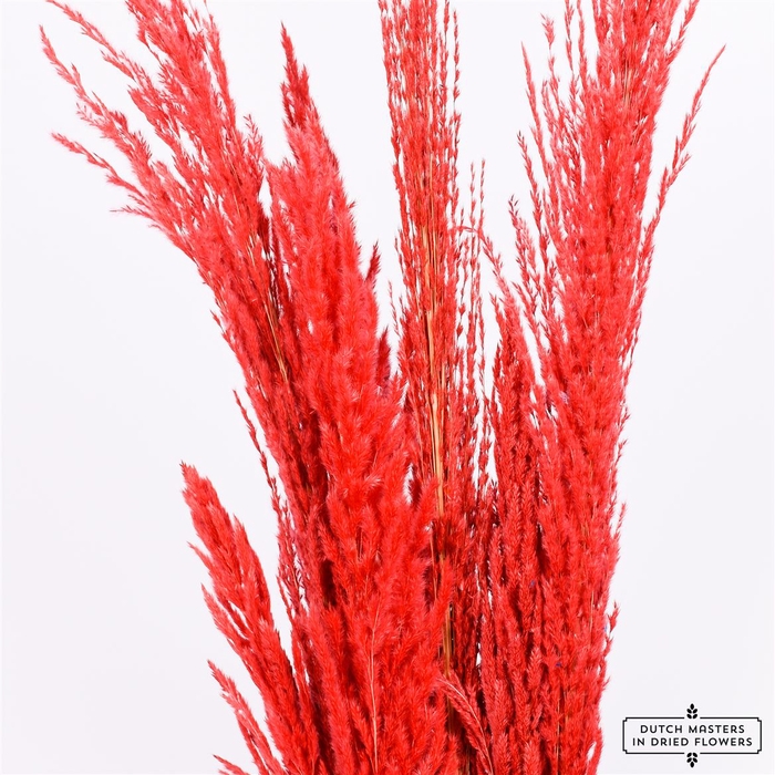 Dried Pampas Gras Red (8 Stems) Bunch