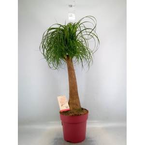 Beaucarnea recurvata