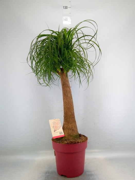 <h4>Beaucarnea recurvata</h4>