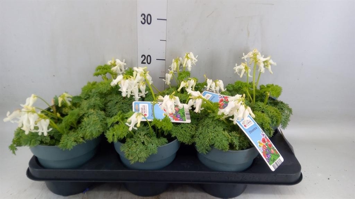 <h4>Dicentra   ...</h4>