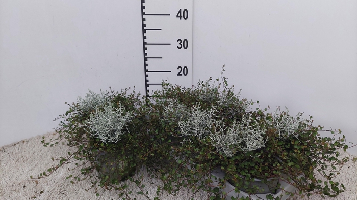 Leucoph Brownii