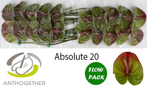 <h4>ANTH A ABSOLUTE 20 Flow Pack</h4>