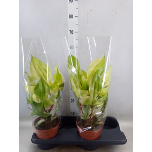 Philodendron  'Florida Ghost'