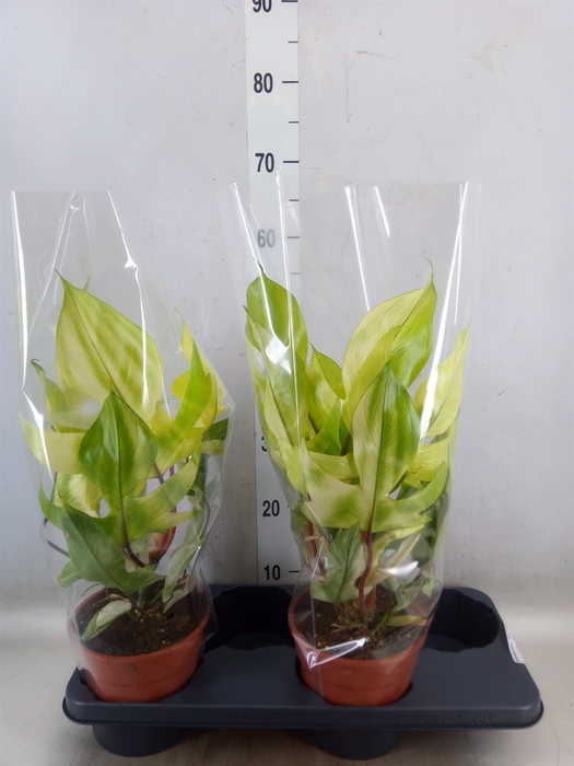 <h4>Philodendron  'Florida Ghost'</h4>
