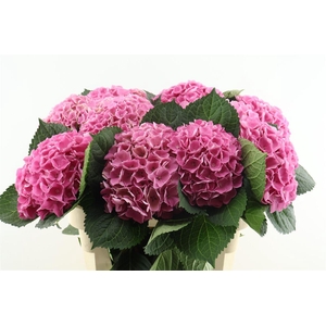 Hydr M Opal Pink 80-20
