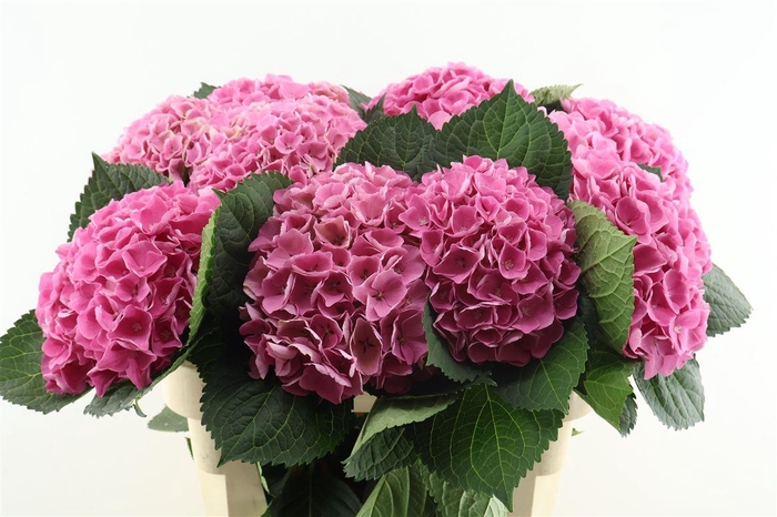 <h4>Hydr M Opal Pink 80-20</h4>