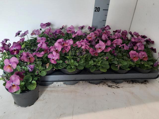 <h4>VIO CO EM PINK</h4>