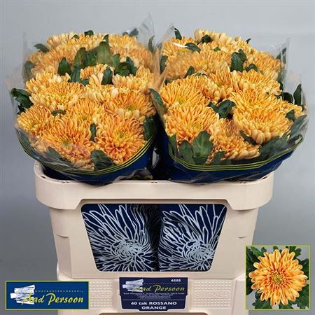 CHR G ROSSANO ORANGE