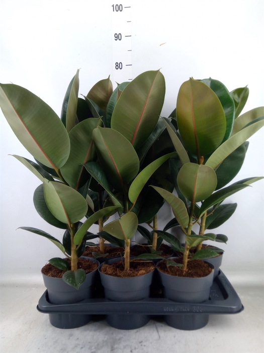 <h4>Ficus elastica 'Robusta'</h4>