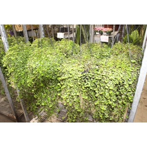 CALLISIA C21