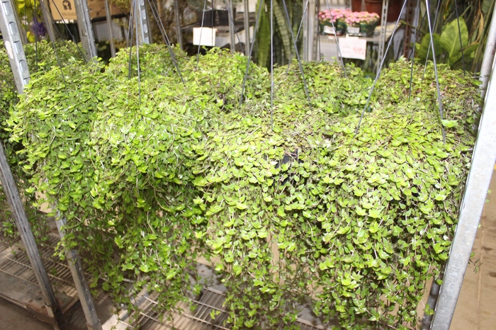 <h4>CALLISIA C21</h4>