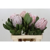 Protea Cynaroides