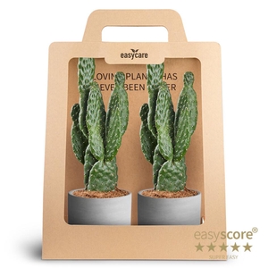 2-Pack Raw Grey Opuntia P10
