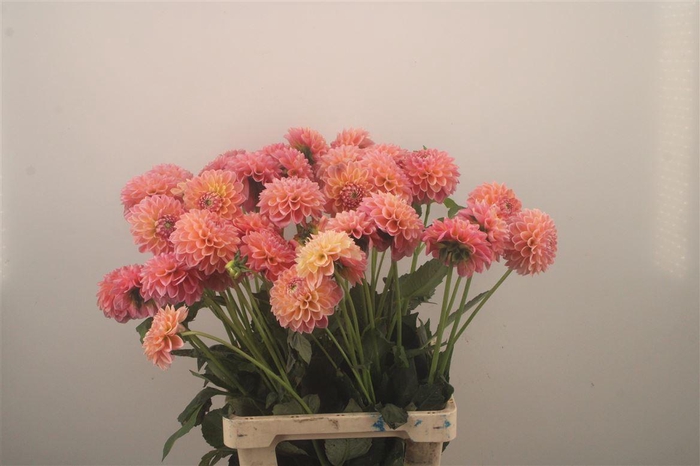 <h4>Dahl Lindas Baby</h4>
