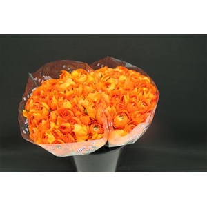 Cloni X Oranje 004 X100