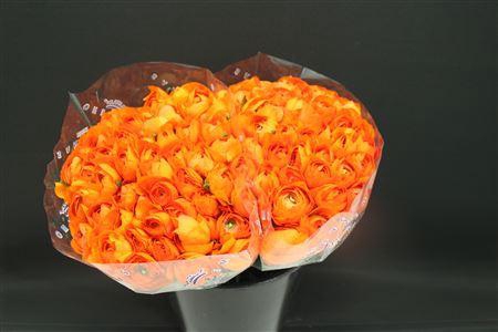 <h4>Cloni X Oranje 004 X100</h4>