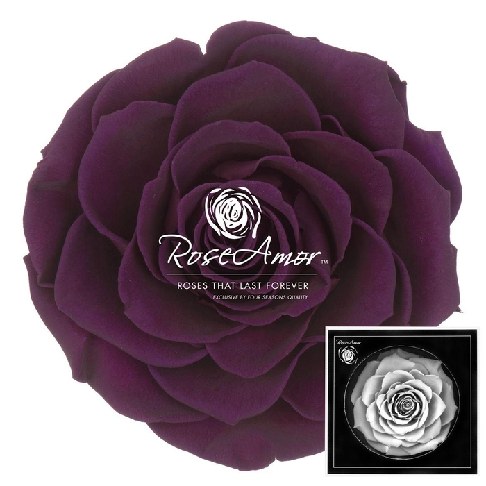 <h4>Bonita Pur01</h4>