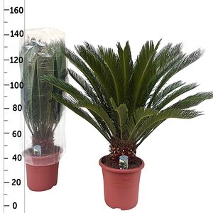 CYCAS REVOLUTA