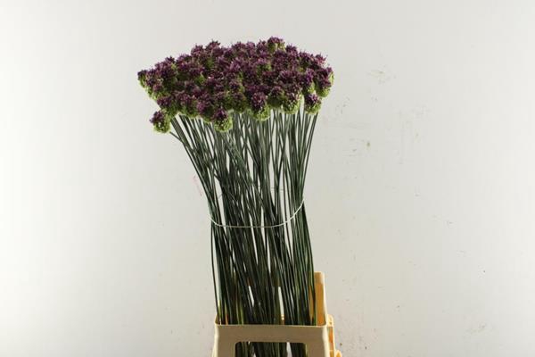 <h4>Allium Sphaerocephal L 90</h4>
