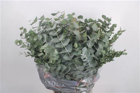 <h4>Euc Cinerea Per Bunch 300 Gram</h4>