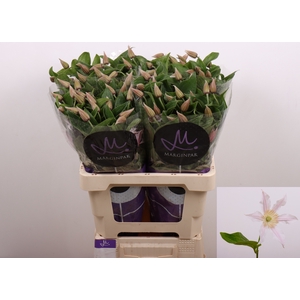 Clematis Amazing Kansas Marginpar