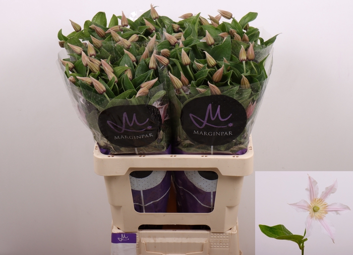 <h4>Clematis Amazing Kansas Marginpar</h4>