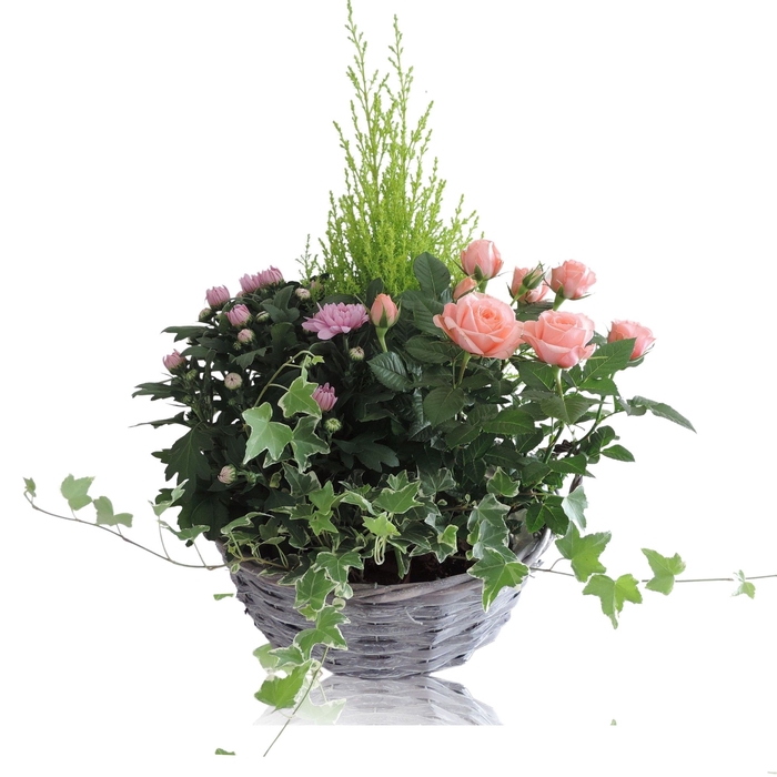 <h4>Opm RS-00002901 Mand Split Willow</h4>