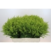 Solidago Tara Gold Buiten