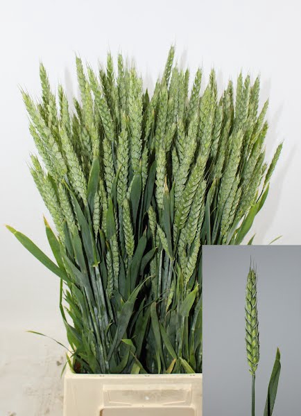 Triticum (Tarwe) Per Bunch