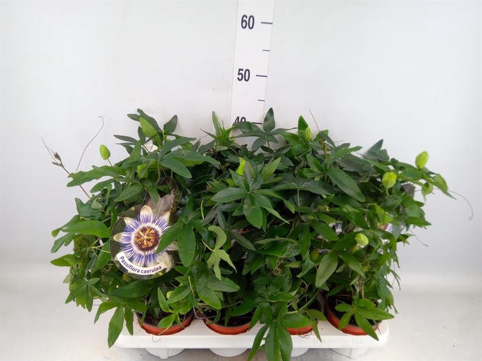<h4>Passiflora caerul.</h4>