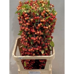 Malus Evereste Tak