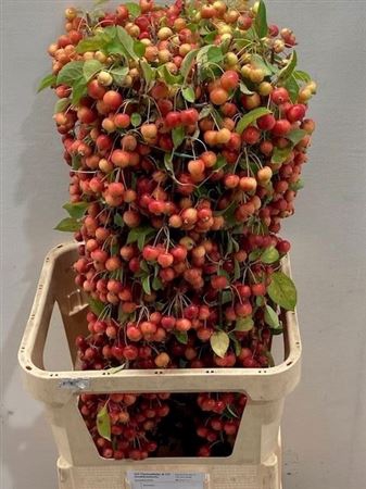 <h4>Malus Evereste Tak</h4>