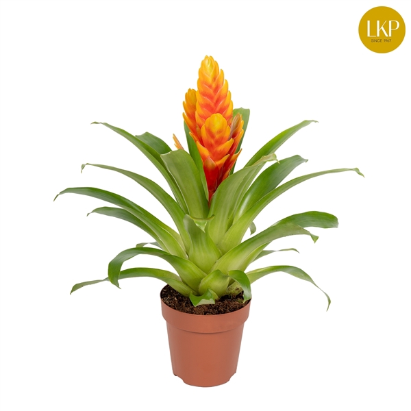 <h4>Vriesea Davine Geel/Oranje (Met Hoes)</h4>
