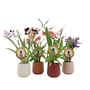 Inca Orchid mix Parfumee 2 spike De Luxe in ceramics Ø11,5