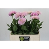 Dahlia Pink Silk