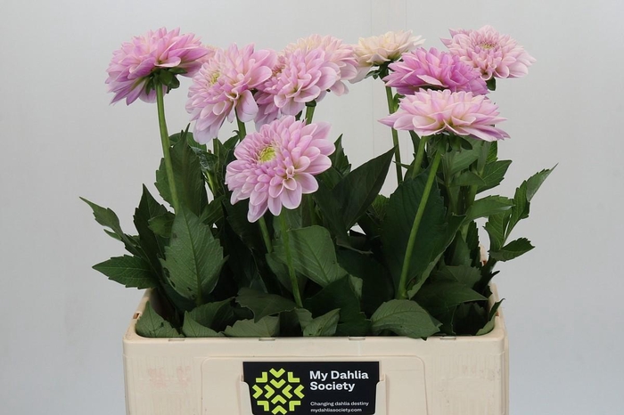 Dahlia Pink Silk