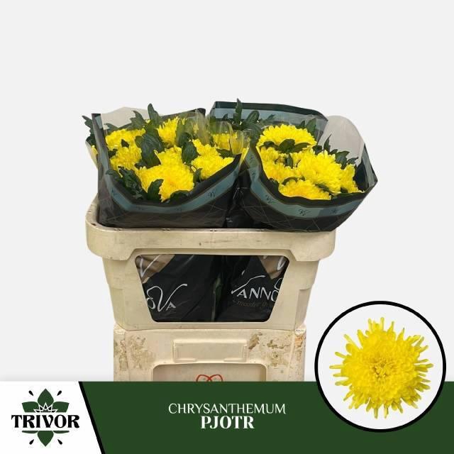 <h4>CHR G PJOTR</h4>