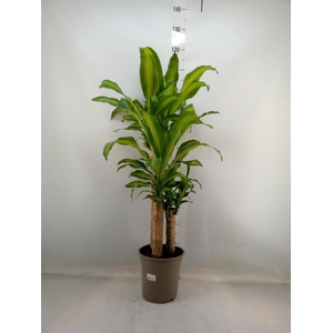 Dracaena frag. 'Massangeana'