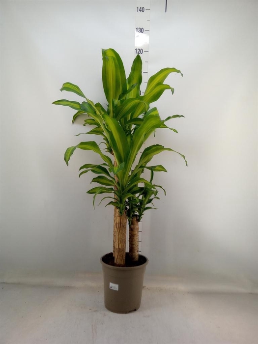 <h4>Dracaena frag. 'Massangeana'</h4>