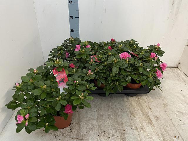 <h4>RHODO SI VOGEL GEM</h4>